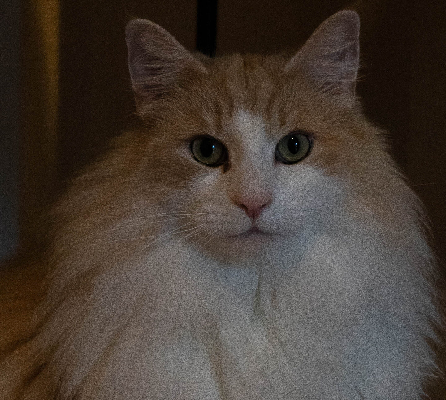 Séance Shooting Photo