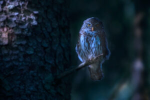 hibou nuit