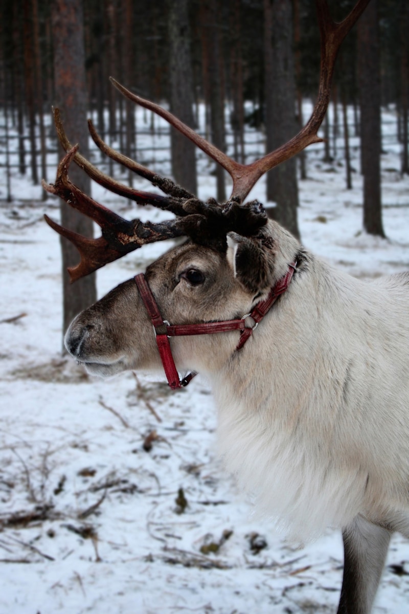A white reindeer with antlers standing in the snow