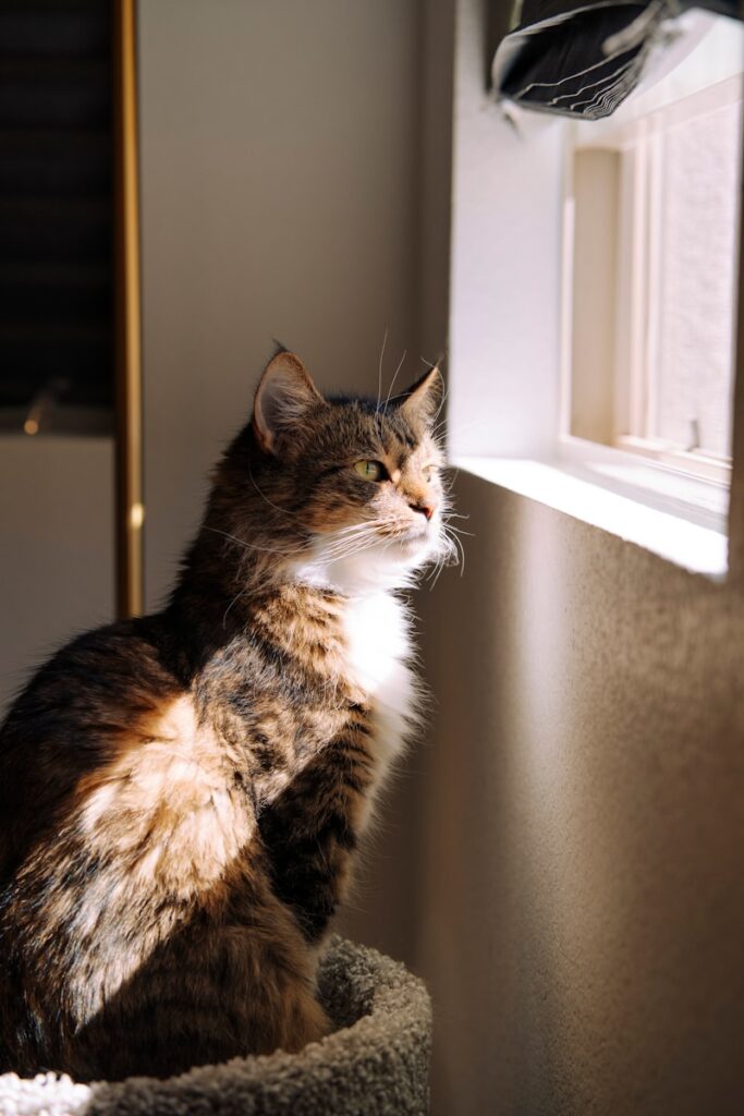 A fluffy cat sits near a sunlit window