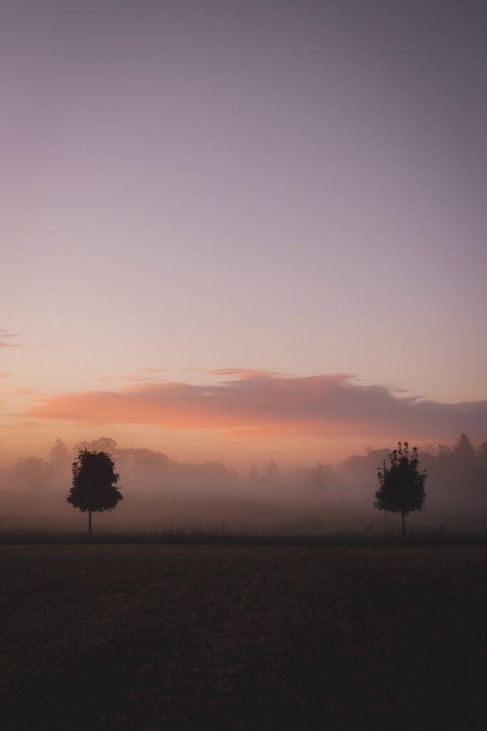 Two trees in a misty field at sunrise.